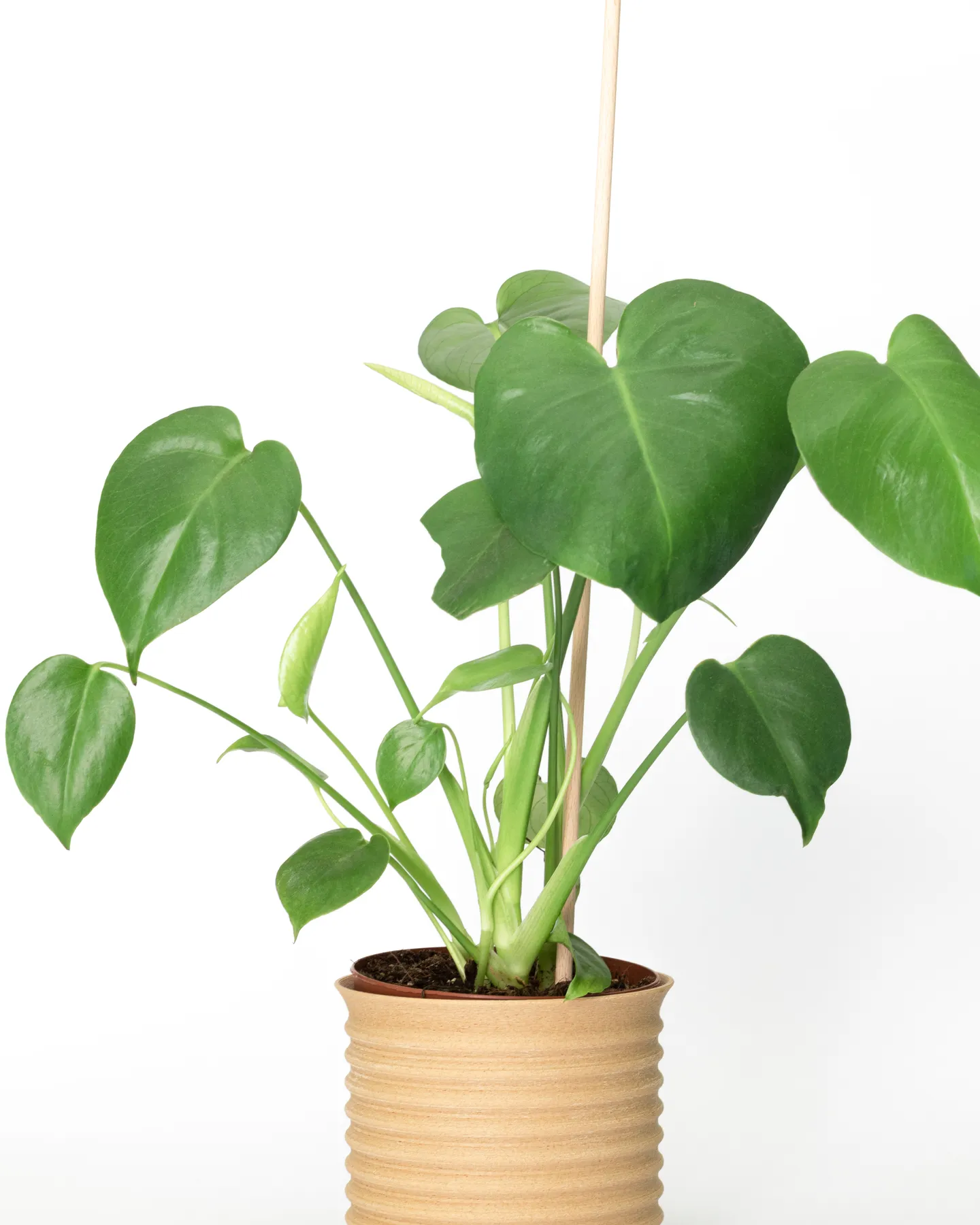 EcoWood Planter — view 1