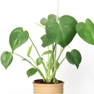 EcoWood Planter