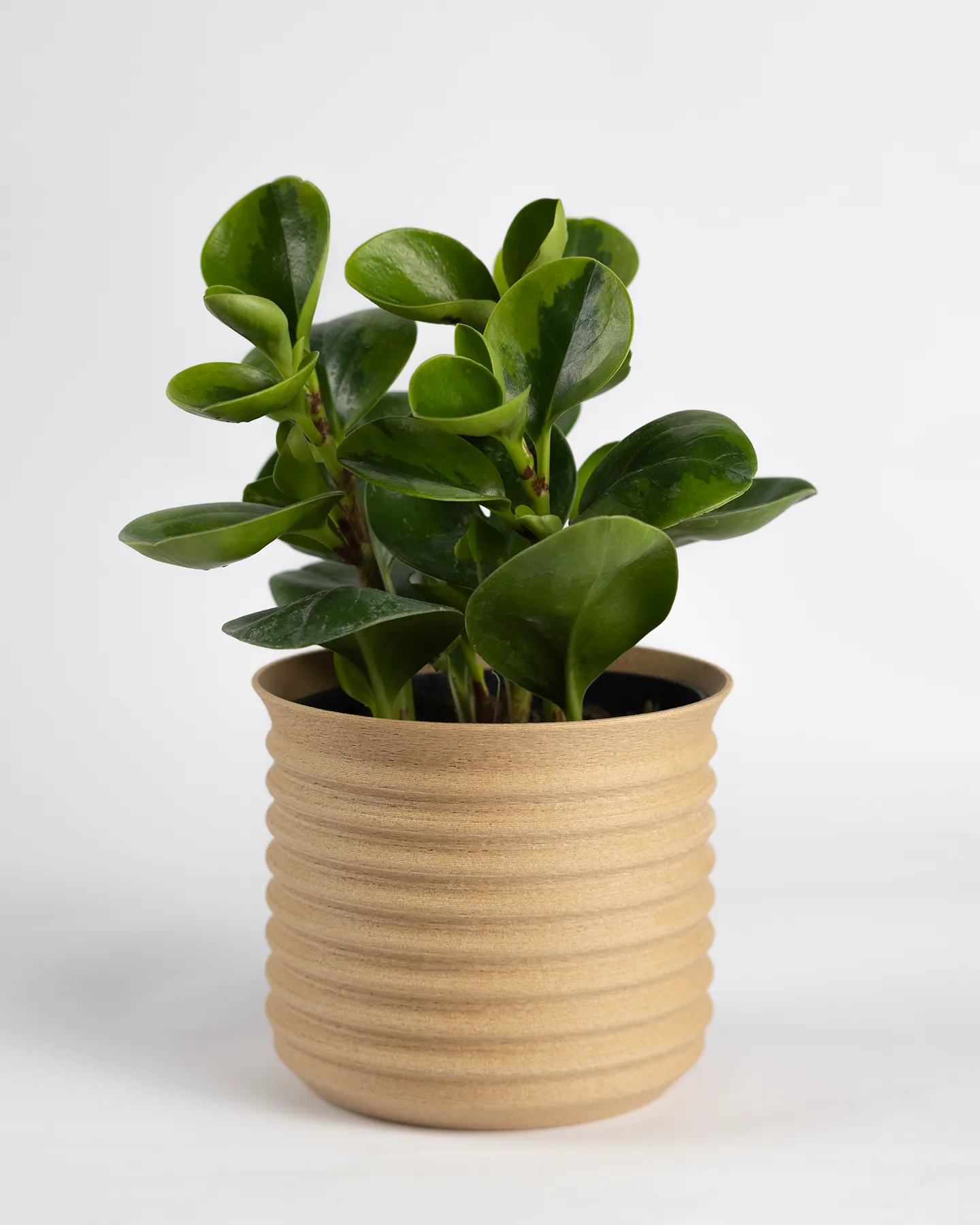 EcoWood Planter — view 5
